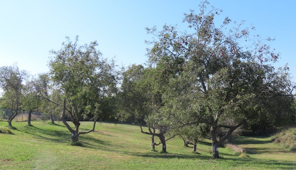 Orchard